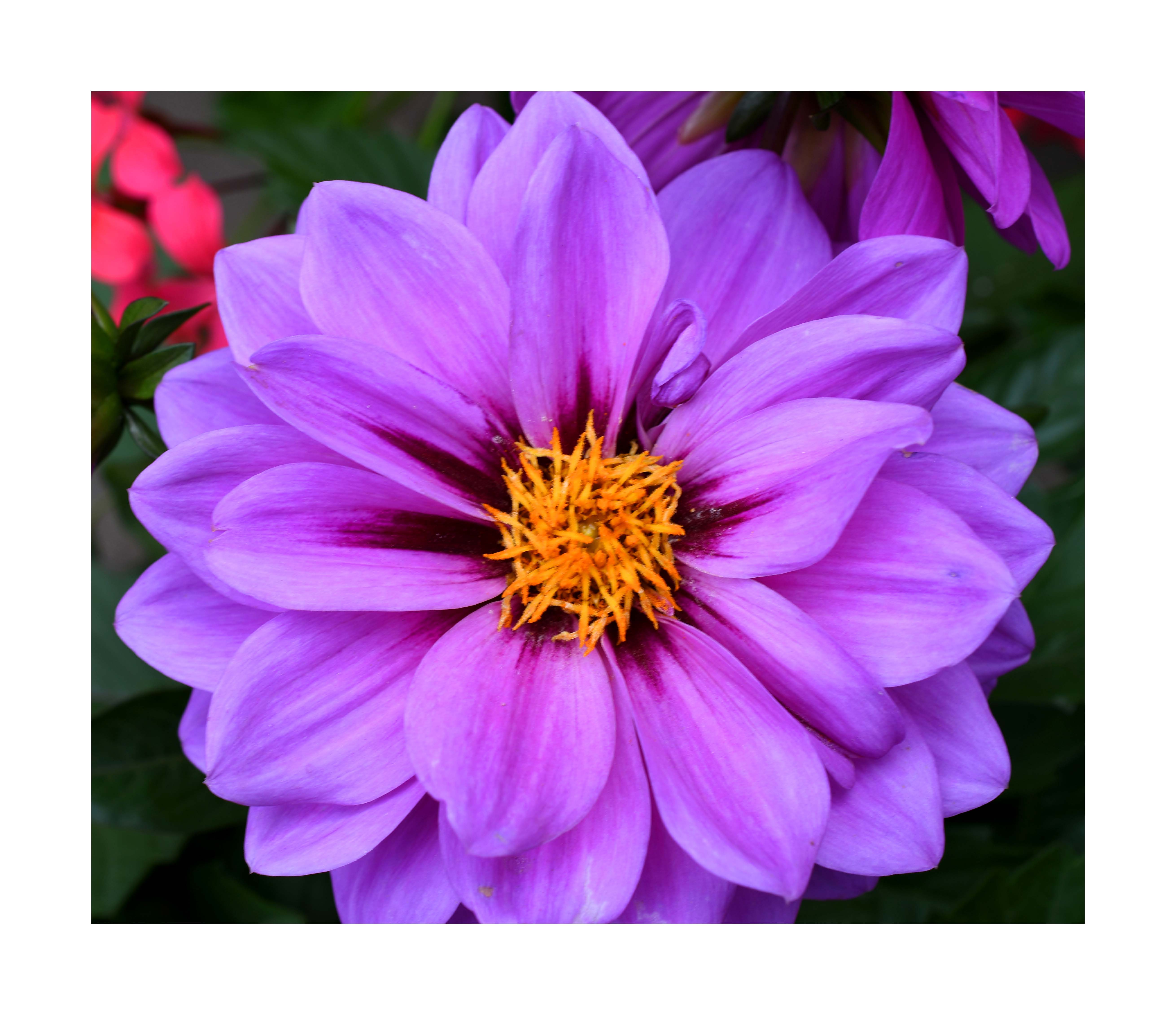 flower6